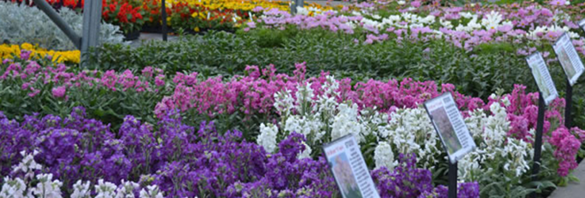 Bedding Plants and another title